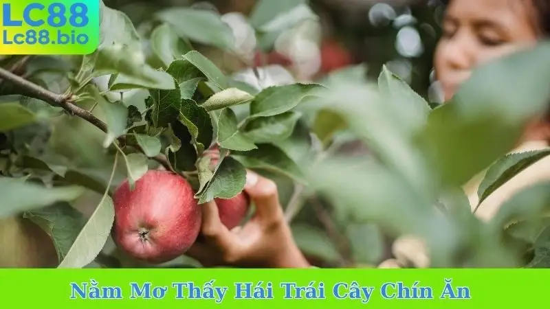 Nằm Mơ Thấy Hái Trái Cây Chín Ăn
